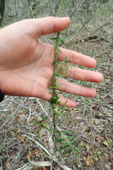 Secamone filiformis