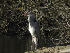 Ardea cinerea