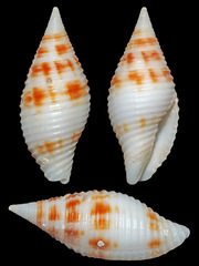 Pseudonebularia lienardi