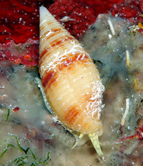 Pseudonebularia lienardi
