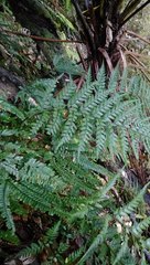 Polystichum neozelandicum neozelandicum
