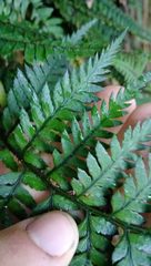 Polystichum neozelandicum neozelandicum