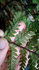 Polystichum neozelandicum neozelandicum