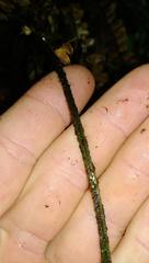 Polystichum neozelandicum neozelandicum