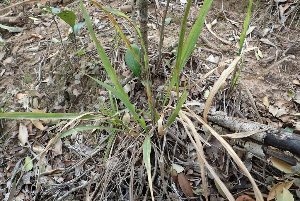 Paniceae from Zuurberg on August 17, 2021 at 10:46 AM by Rapid Survey ...