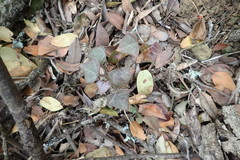 Senecio macroglossus