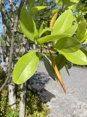 Magnolia virginiana