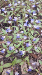 Collinsia torreyi