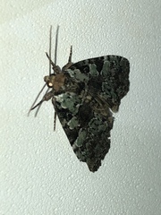 Leuconycta lepidula