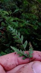 Pteris saxatilis