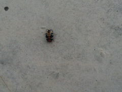 Anthrenus scrophulariae