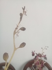 Stagmatoptera femoralis