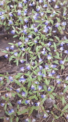 Collinsia torreyi
