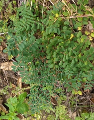 Pellaea andromedifolia