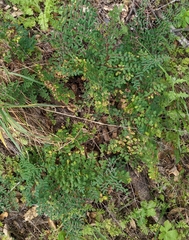 Pellaea andromedifolia