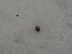 Anthrenus scrophulariae