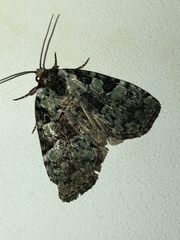 Leuconycta lepidula