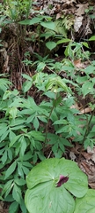 Trillium sulcatum