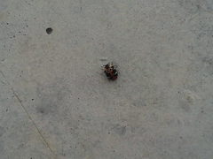 Anthrenus scrophulariae