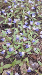 Collinsia torreyi