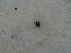 Anthrenus scrophulariae