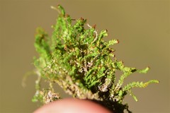 Crossocalyx hellerianus