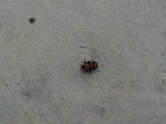 Anthrenus scrophulariae