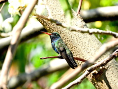 Cynanthus latirostris