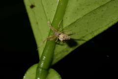 Uloborus plumipes