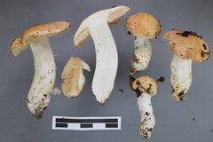 Cortinarius persicanus