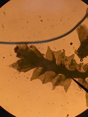 Crossocalyx hellerianus