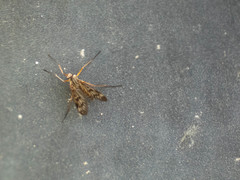 Rhagio atlanticus