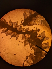 Crossocalyx hellerianus