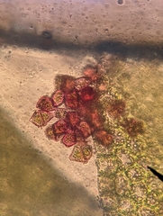 Crossocalyx hellerianus