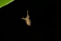 Uloborus plumipes