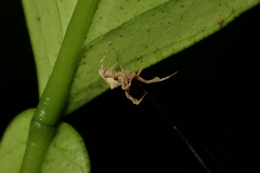 Uloborus plumipes