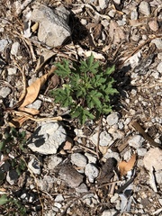 Cleome viscosa
