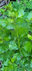 Baccharis halimifolia image