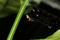 Uloborus plumipes