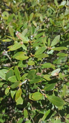 Quercus vacciniifolia