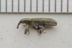Lixus filiformis
