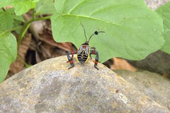 Pachylis acutangulus