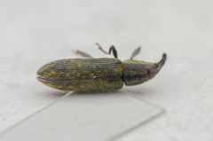 Lixus filiformis