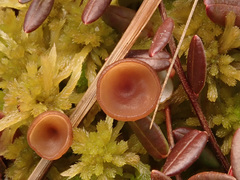 Myriosclerotinia sulcatula
