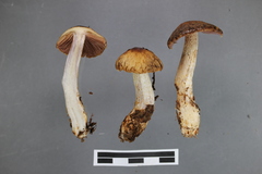 Cortinarius dulciolens