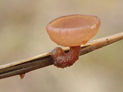 Myriosclerotinia sulcatula