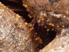 Lasiobolus intermedius