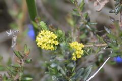 Thymelaea coridifolia