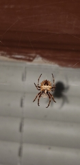 Acanthepeira