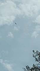 Circaetus gallicus